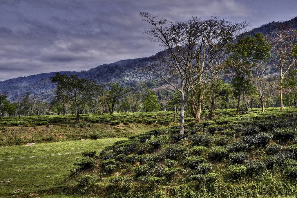 Rows of tea bushes under shade trees with forested hills behind, Assam
